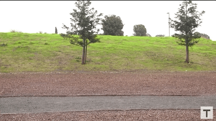 A yellow Spot robot dog pulls a person in a small rickshaw carriage along a gravel path past a grassy bank with trees.