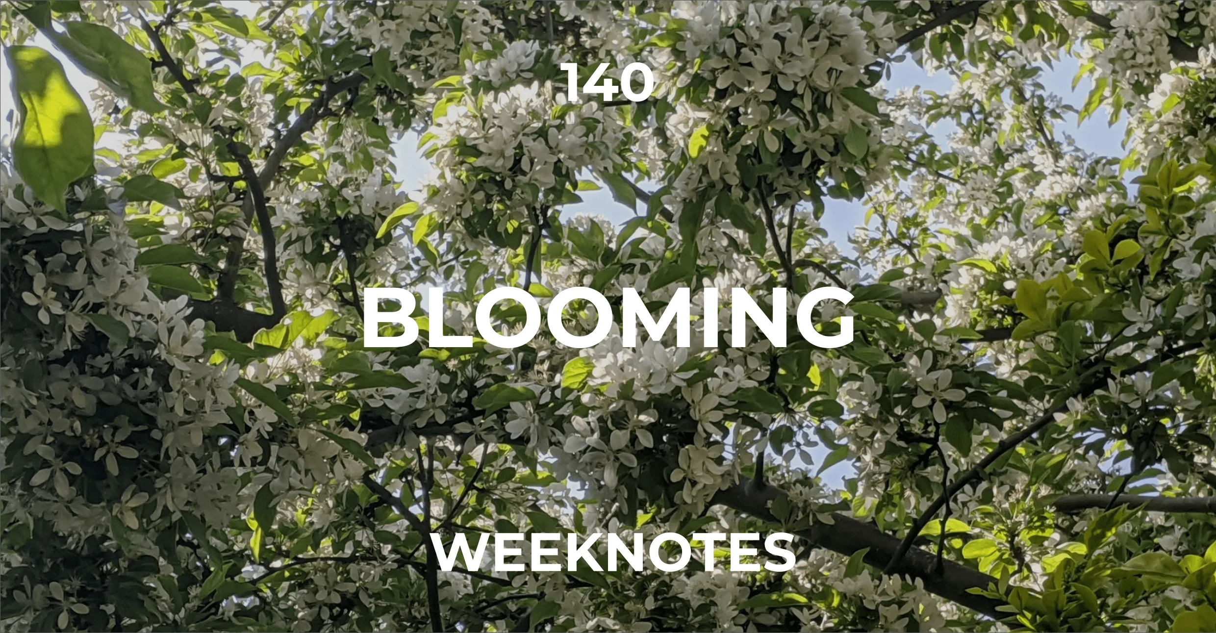 Blossom