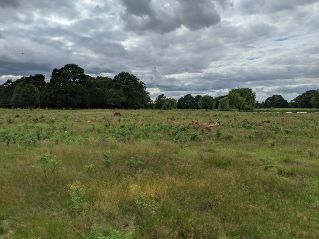 Green field with distant trees and cloudy sky