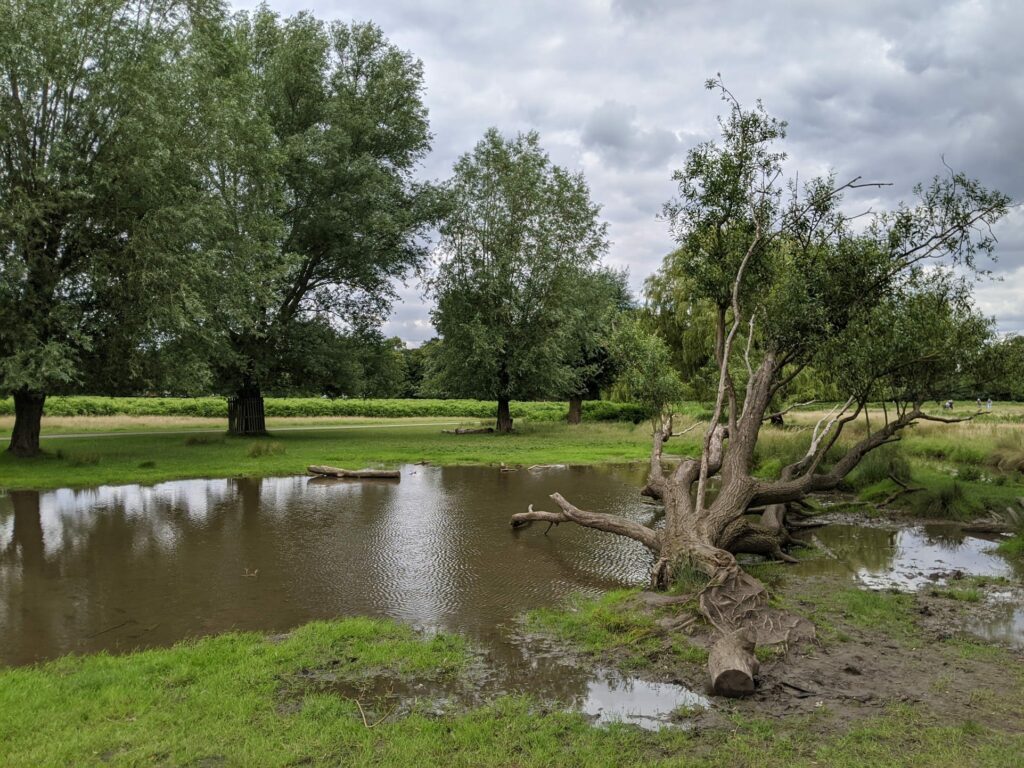 Pond with gnarled tree and green banks under cloudy sky