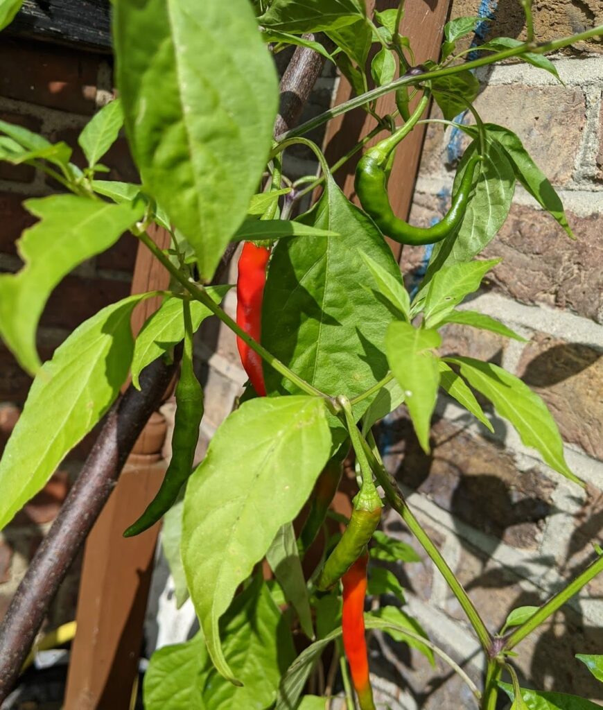 Red chili peppers with green leaves and stems on a plant