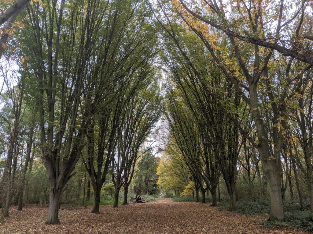 Tree-lined path with tall trees creating a canopy overhead, autumn foliage and brown leaf-covered ground