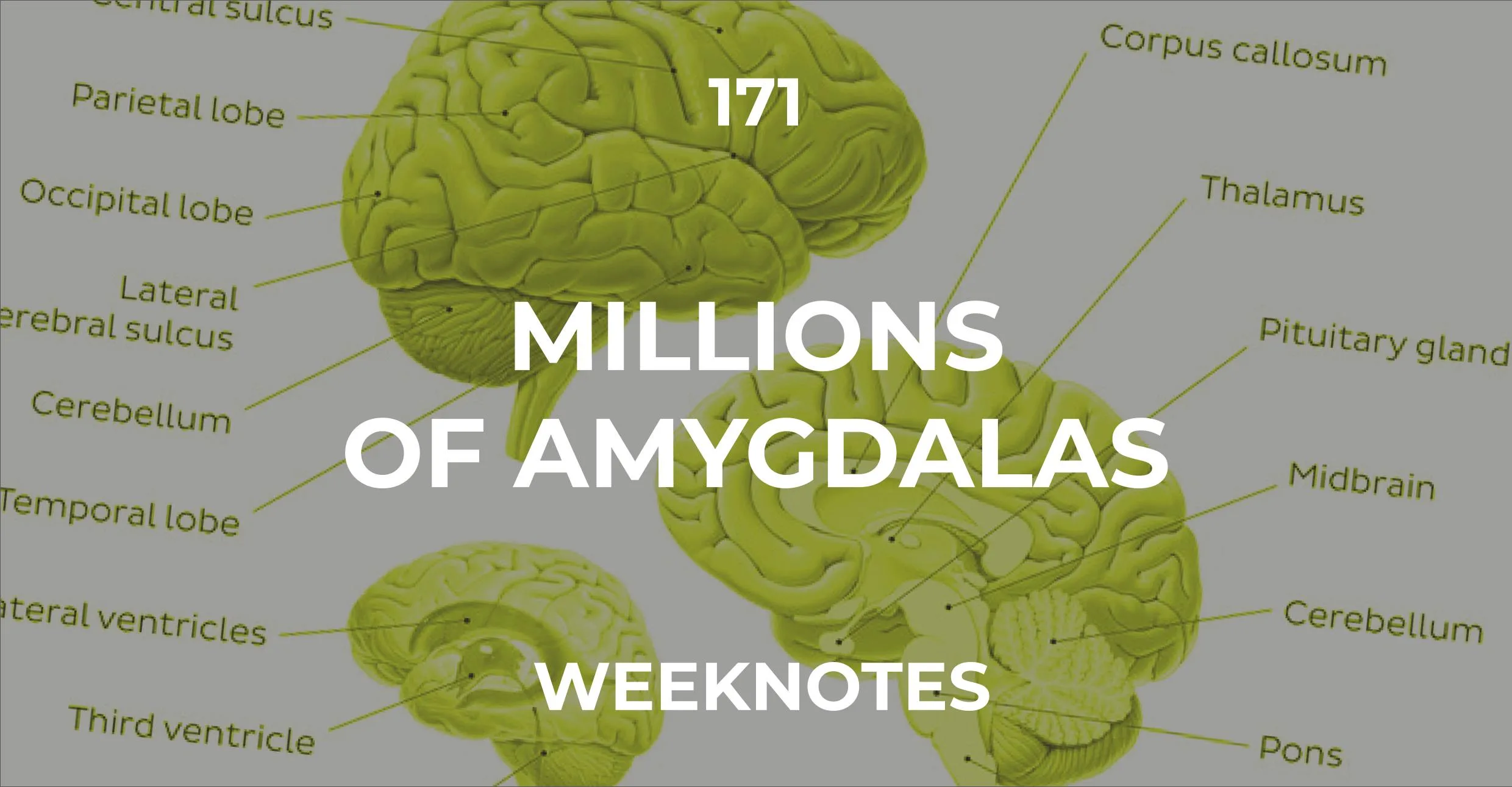 Millions of Amygdalas