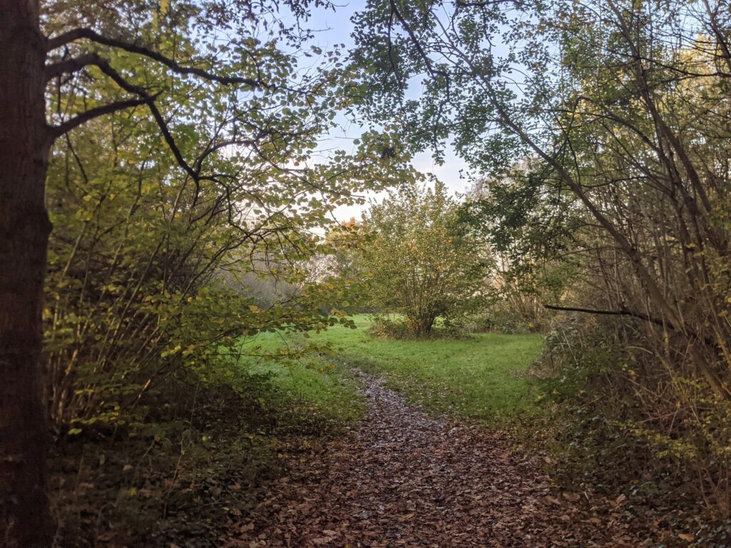 Shaded woodland path with bare branches and green grass clearing ahead