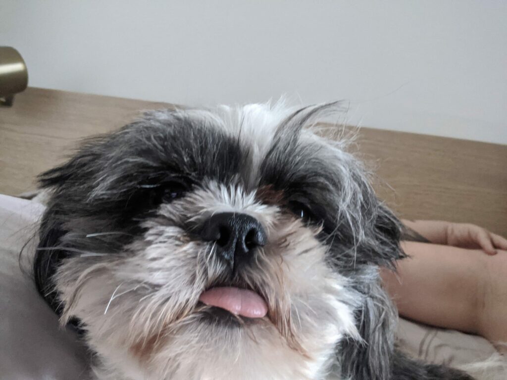 Close-up portrait of fluffy black and white Shih Tzu dog with pink tongue out