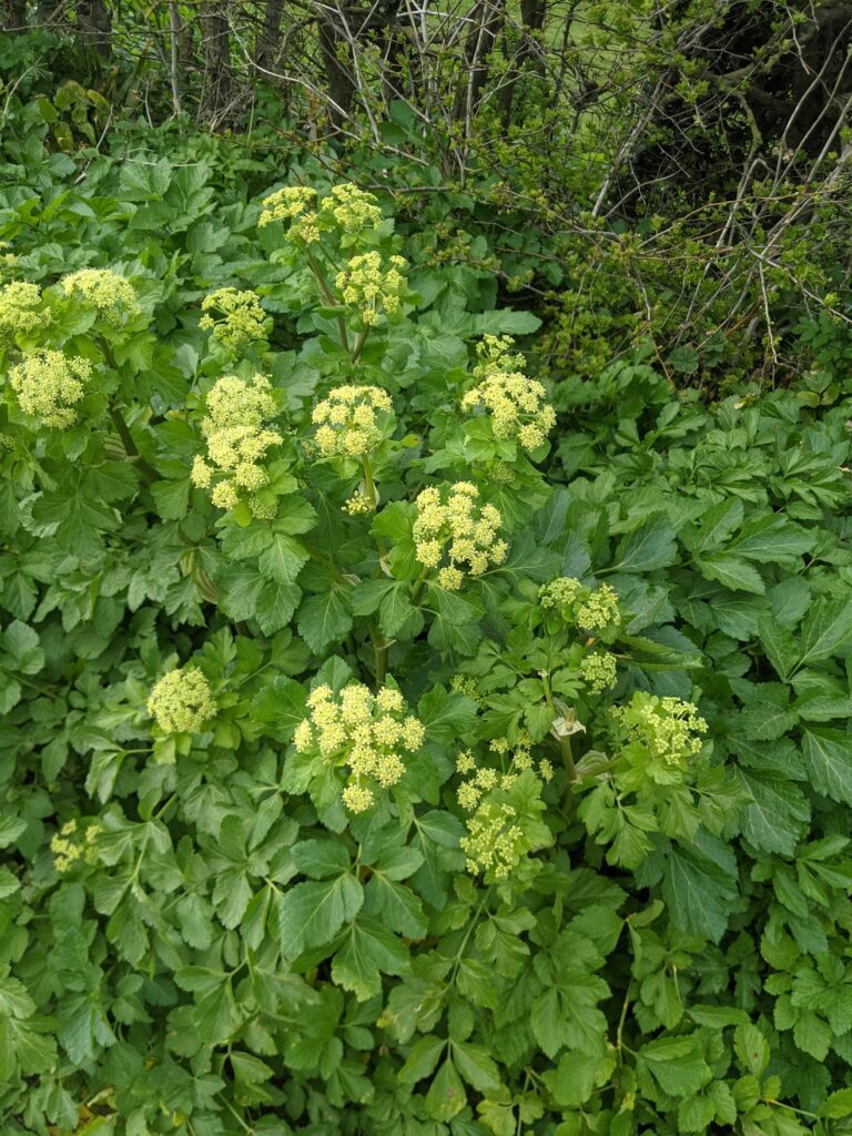 Yellow-green flowering plants with clusters of small blooms among dense green foliage