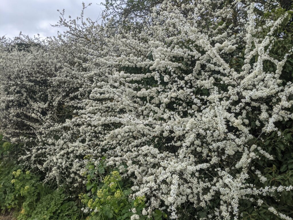 White flowering shrubs and trees in full bloom against green foliage