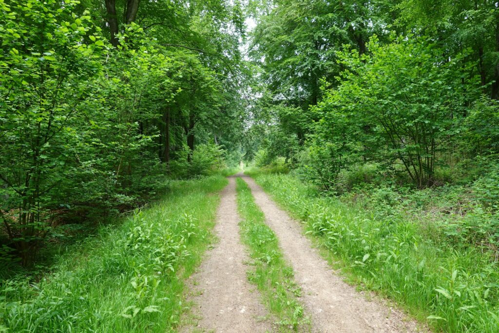 Dirt track winding through green woodland with overgrown vegetation on both sides