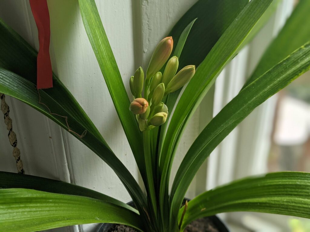 Close-up of plant with green striped leaves and yellow-orange buds against white background