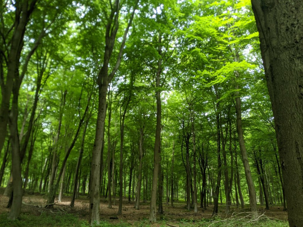Forest with tall trees and bright green canopy with dappled sunlight