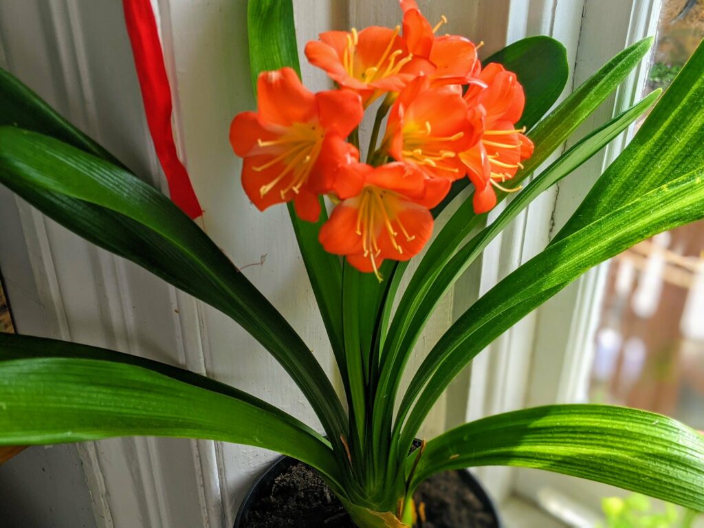 Orange amaryllis flowers with bright green striped leaves photographed indoors by window