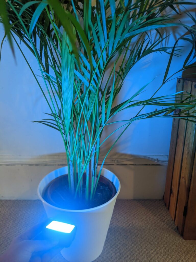 Potted ornamental grass with delicate feathery green leaves illuminated by blue LED light underneath, on carpeted indoor floor against beige wall
