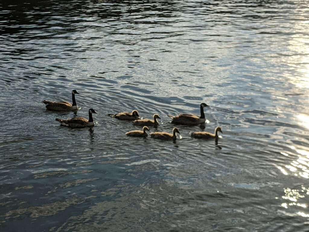 Group of geese swimming on water with reflections and sunlight glinting off the rippled surface