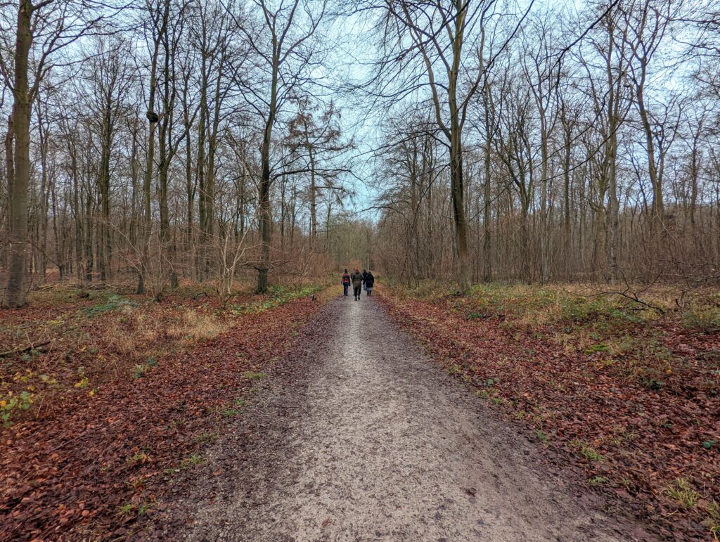 Bare winter forest with people walking along a dirt path through reddish-brown fallen leaves beneath blue sky