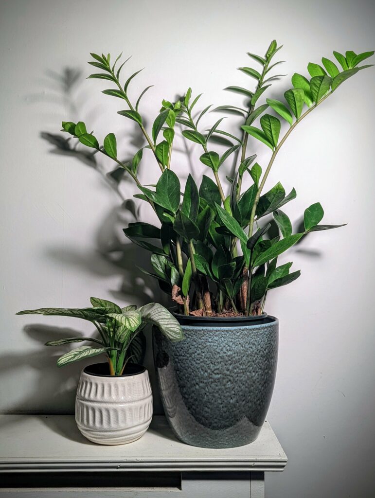Two potted plants on shelf: white textured pot with green foliage and gray ceramic pot with tall green plants