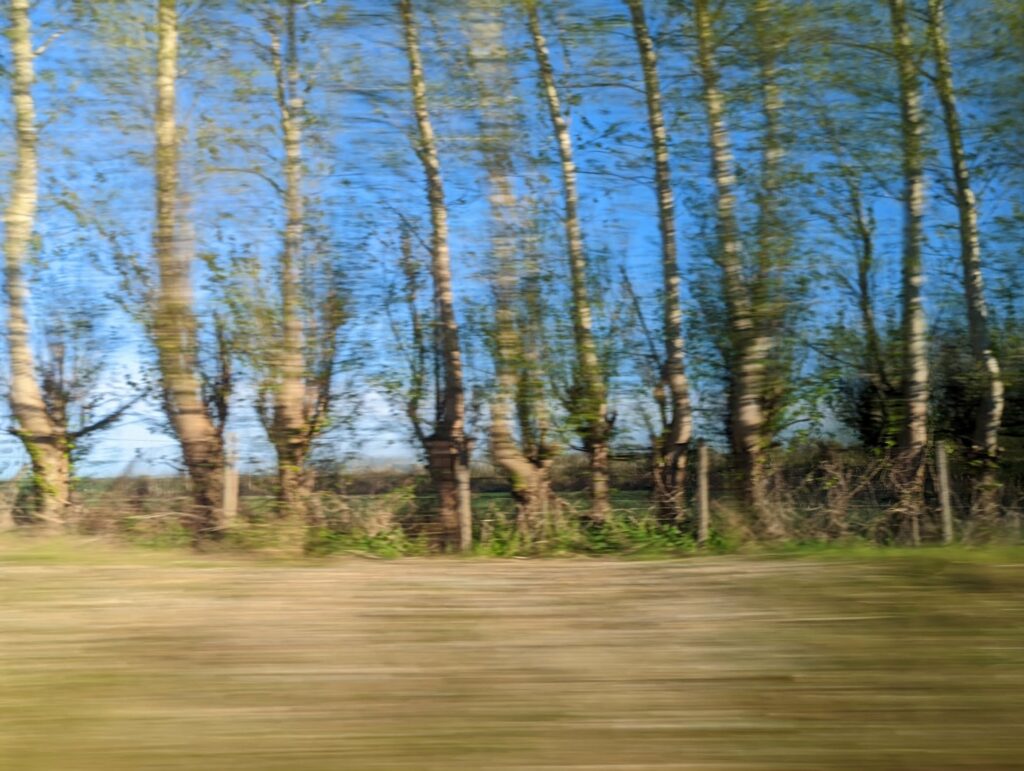 Birch trees beside water with motion blur, blue sky above