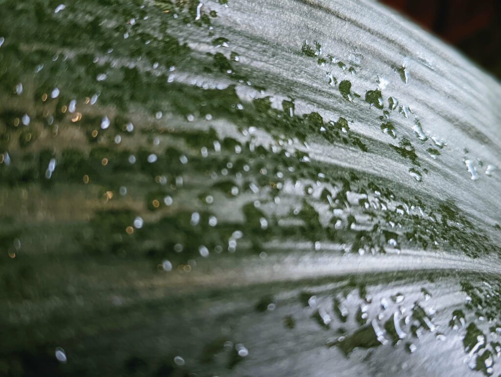 Macro close-up of wet leaf with water droplets