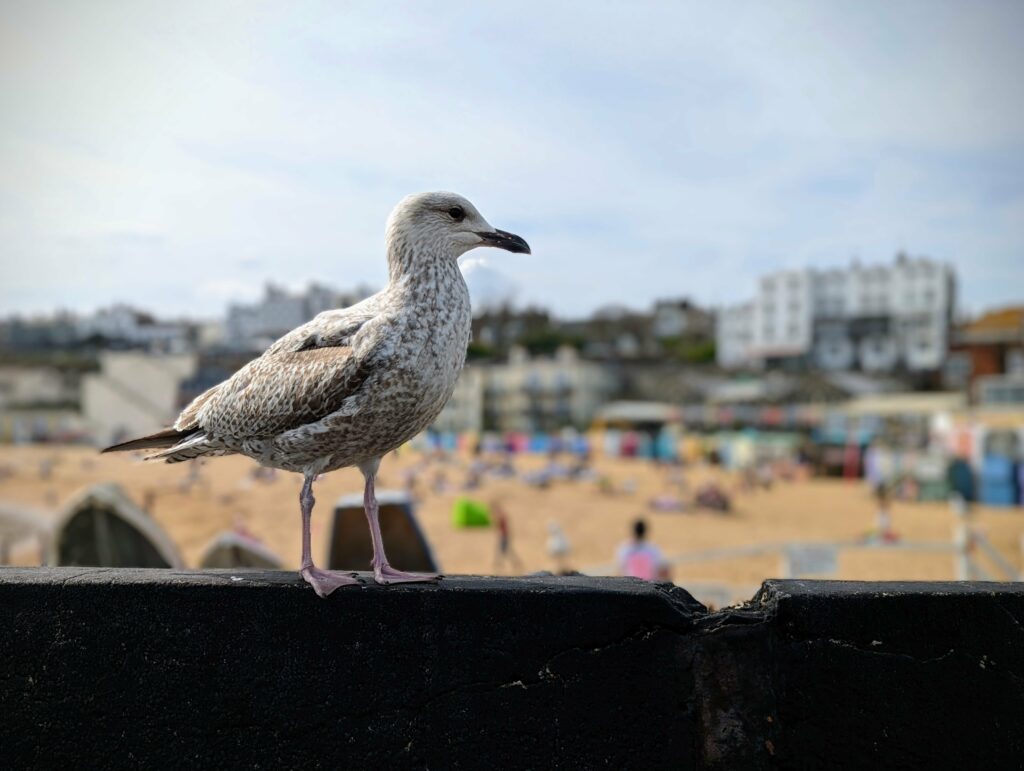 Seagull perched on dark rail overlooking busy beach