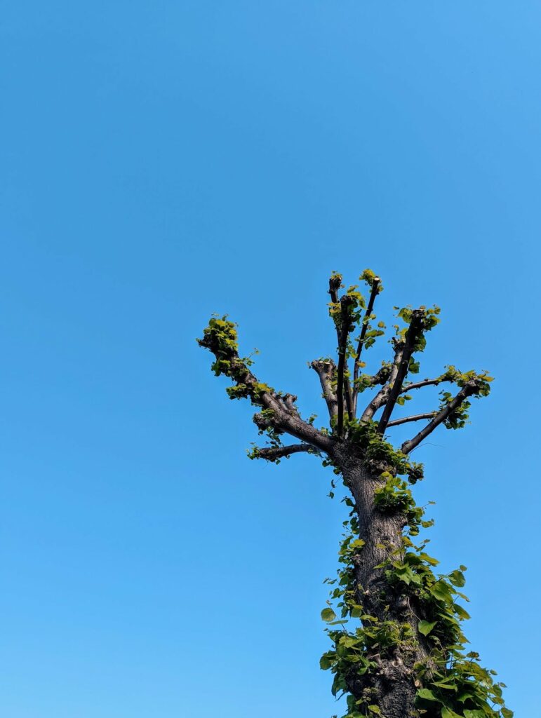 New green leaves sprouting from the thick branches of a pollarded tree against a clear, bright blue sky.