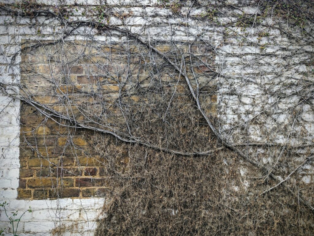 Dry, tangled vines and creepers covering a white painted brick wall with a rectangular section of exposed brown brick.