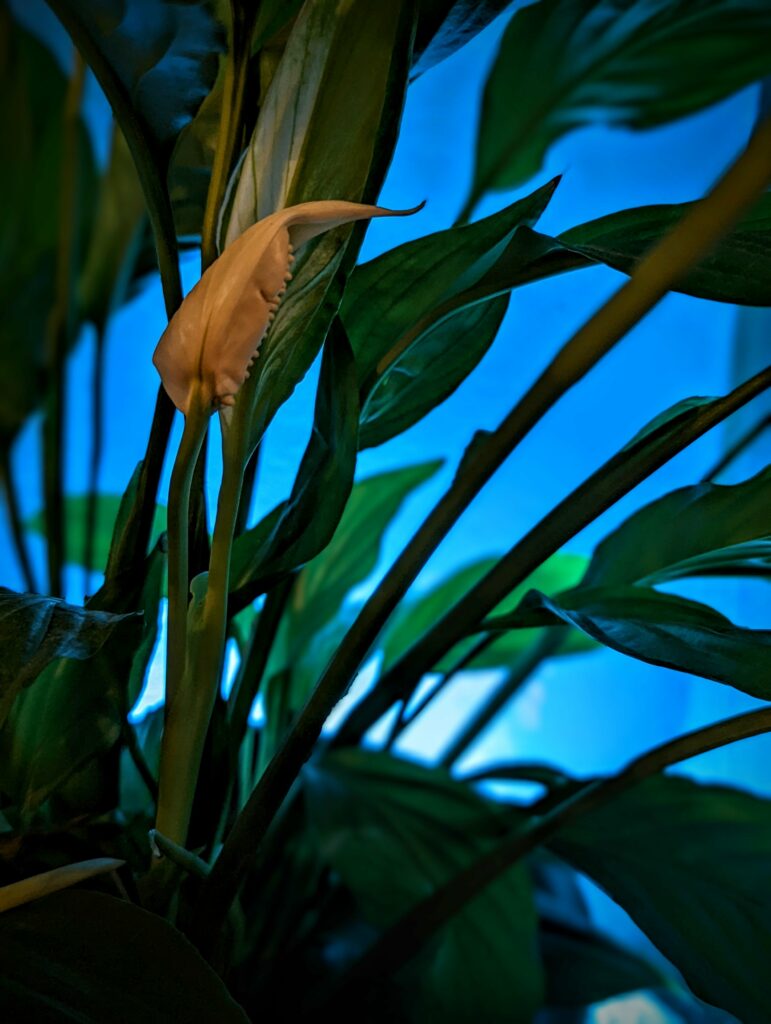 A white peace lily spathe and dark green leaves against a vibrant blue background in a moody, high-contrast style.