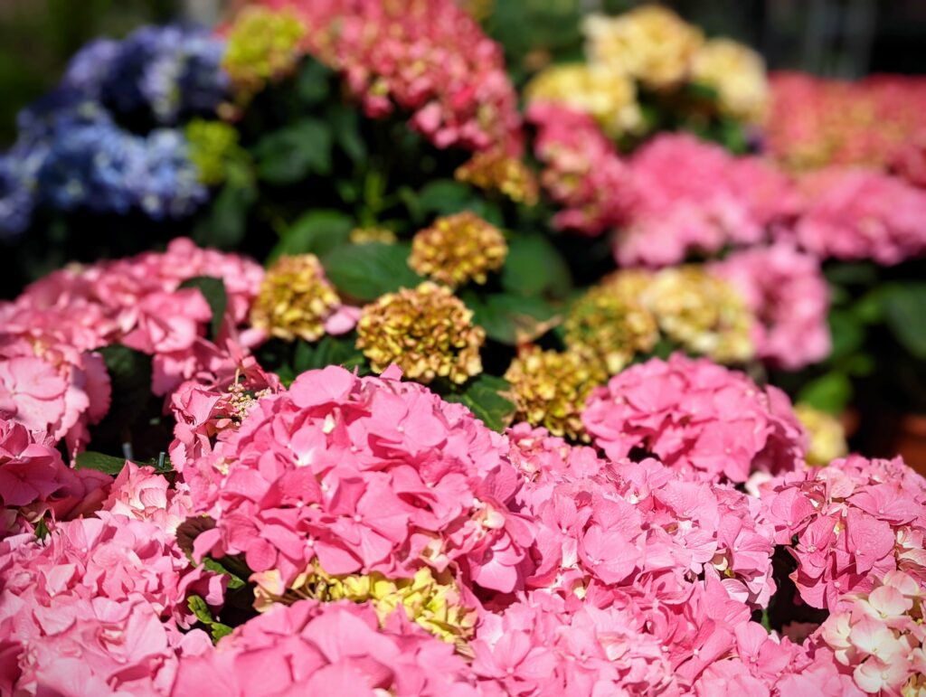 Clusters of vibrant pink hydrangea flowers in sharp focus with a shallow depth of field, showing blurred blue and yellow blooms behind.