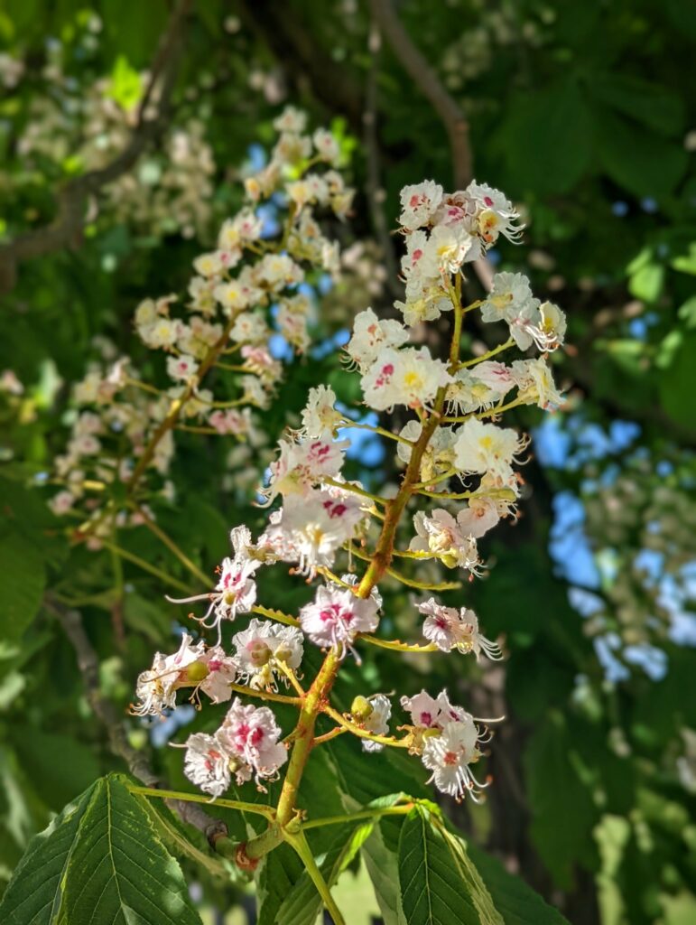 White horse chestnut blossoms with pink centers on a vertical spike, surrounded by green foliage against a soft-focus blue sky.