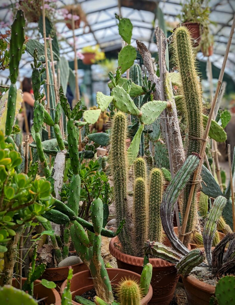 A dense collection of prickly pear and columnar cacti in terracotta pots inside a bright greenhouse with a visible glass ceiling structure.