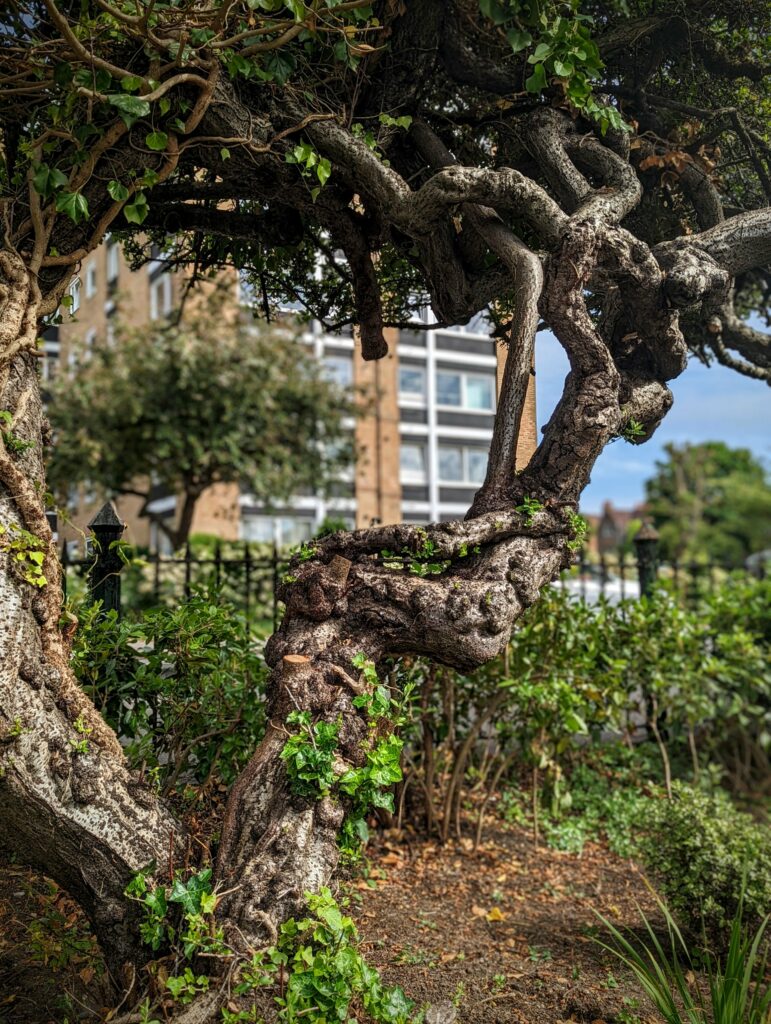 Gnarled, twisted tree branches with ivy framing a blurred view of a multi-story apartment building and a black metal fence.