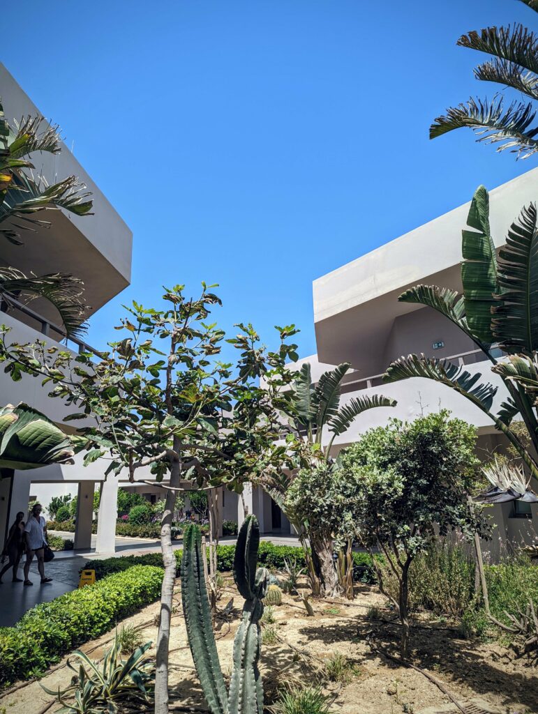 Tall cacti and leafy trees grow in a courtyard surrounded by modern, beige, tiered buildings under a clear blue sky.