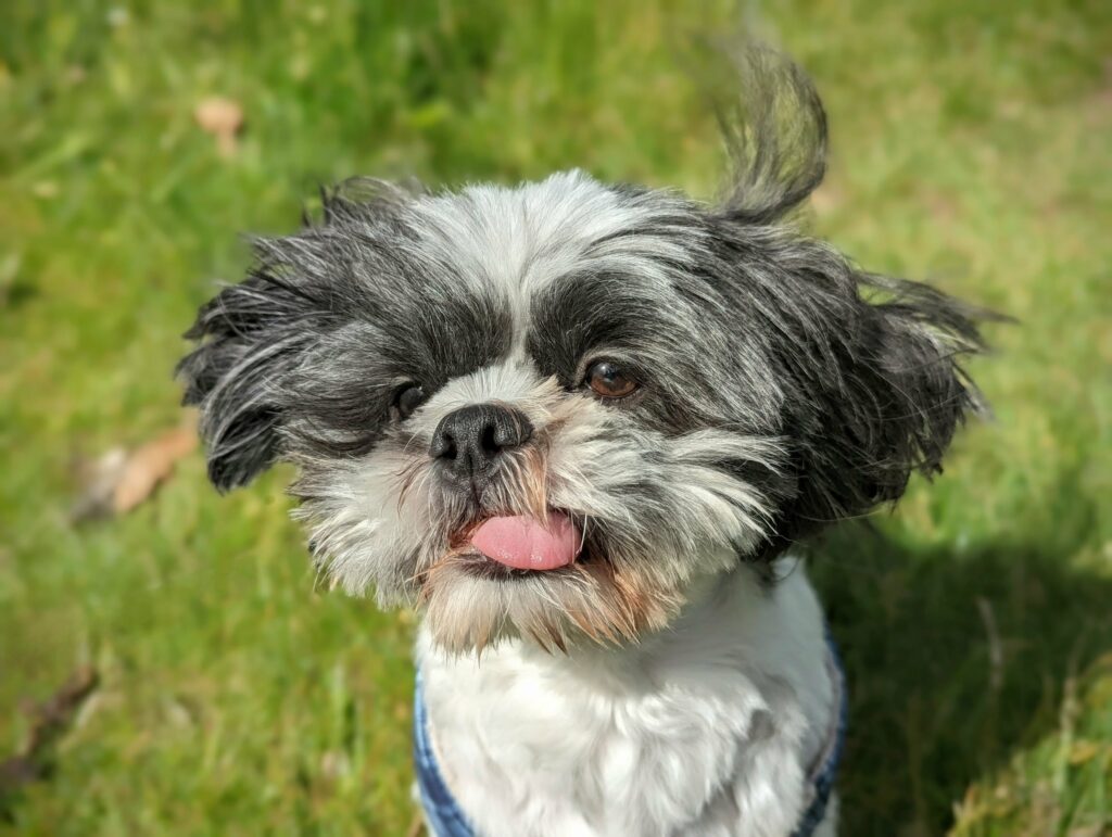 A scruffy black and white dog with windblown fur and its pink tongue sticking out against a blurred green grass background.