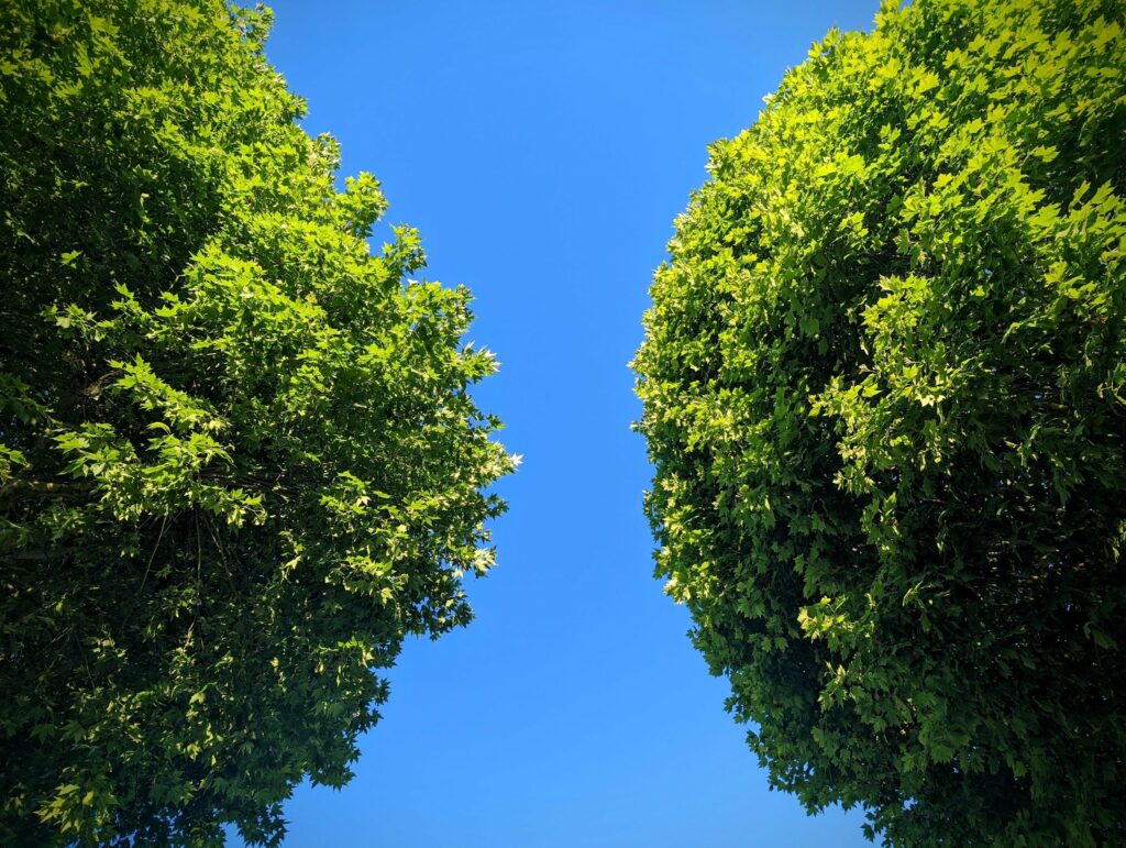Lush green tree canopies framing a clear, vibrant blue sky from a low angle perspective.