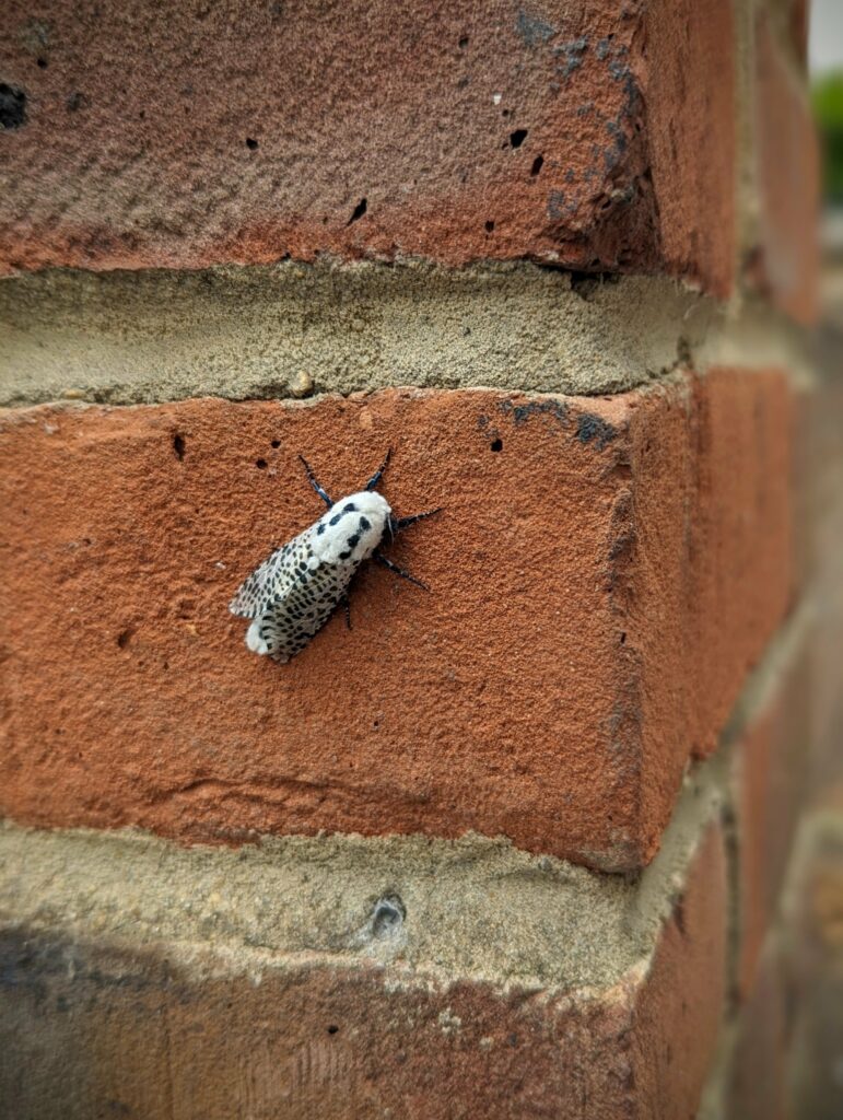 A leopard moth with black spotted wings and a fuzzy white thorax resting on a red brick wall.