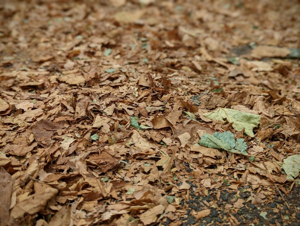 Dried, crunchy brown leaves mixed with occasional green ones covering the ground with a shallow depth of field.