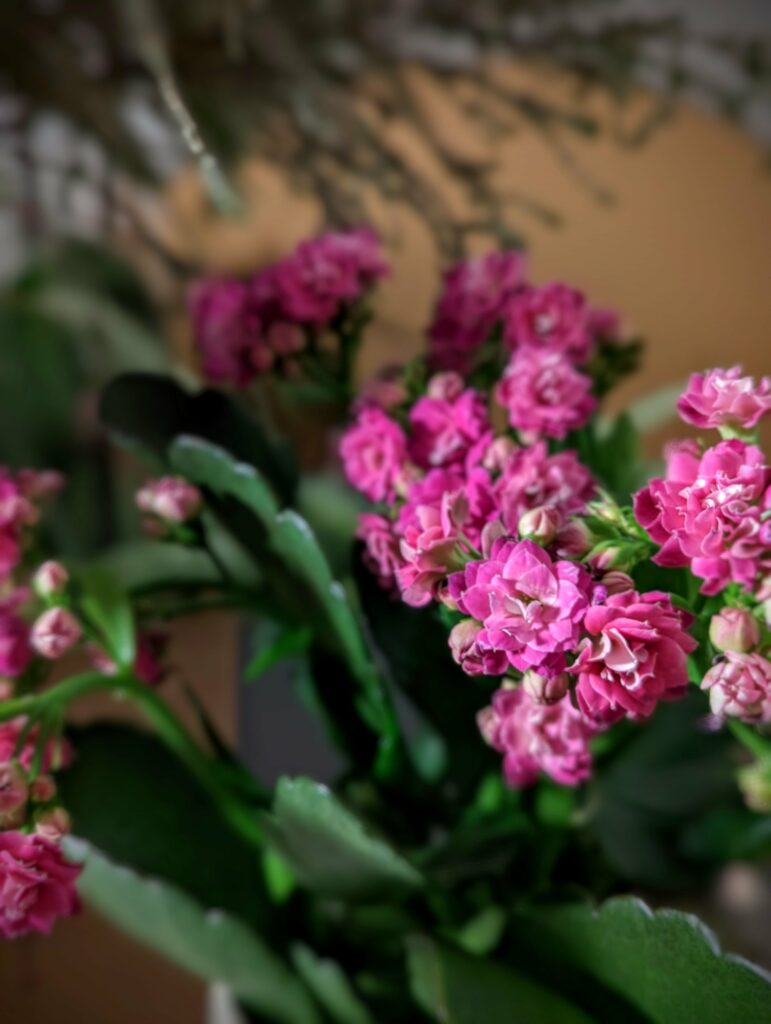 Clusters of bright pink double-flowered Kalanchoe blossoms with green succulent leaves in shallow focus.