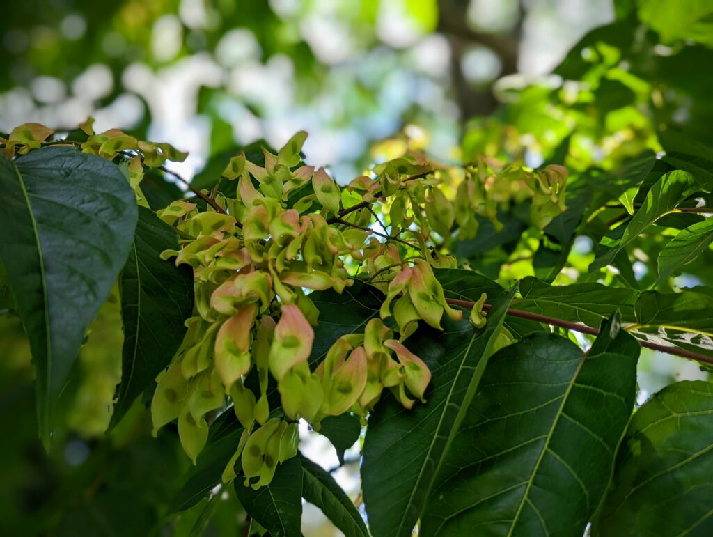 Cluster of lime green and pink winged samara seeds hanging from a leafy tree branch against a soft-focus green background.