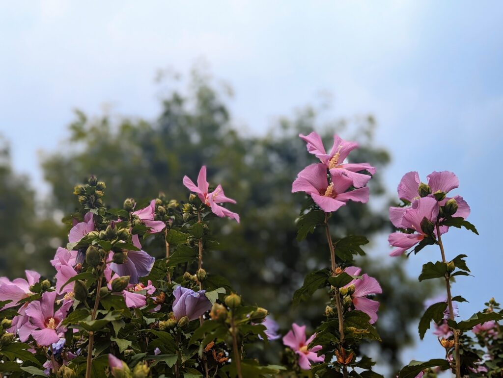 Tall stems of blooming pink hibiscus flowers set against a blurred background of leafy trees and a light blue sky.