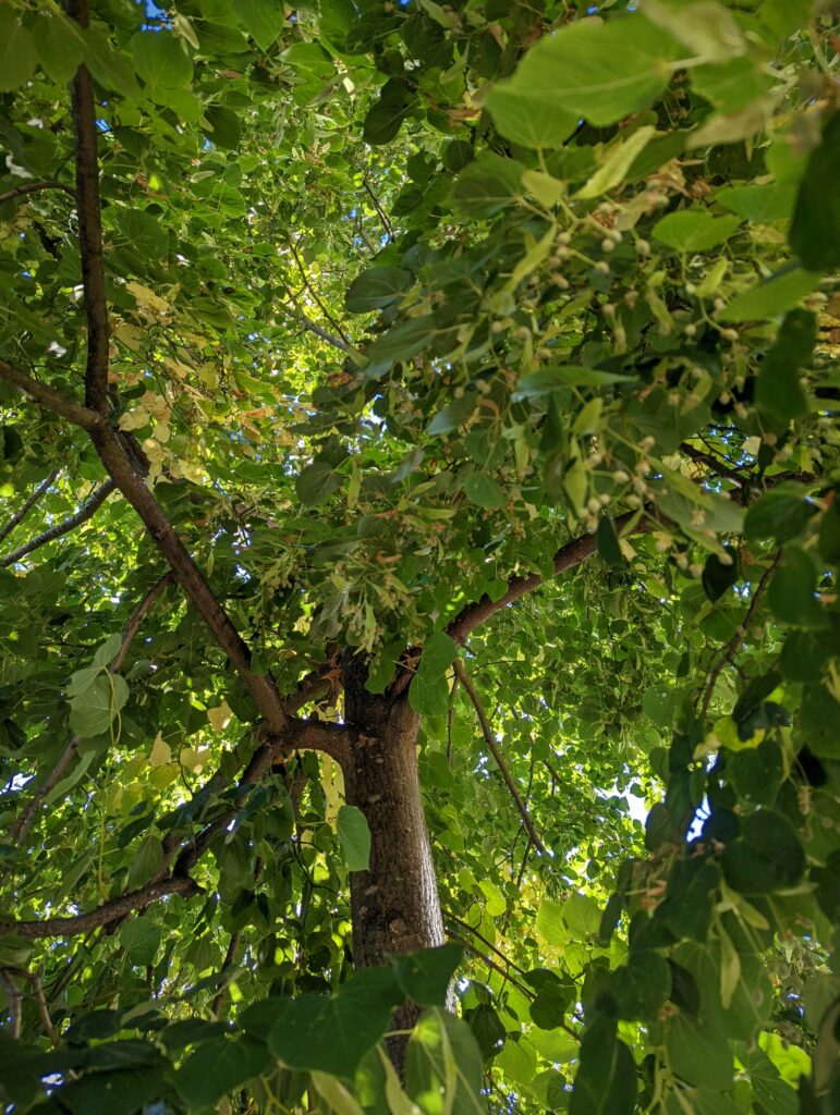 Sunlight filtering through the dense green canopy and heart-shaped leaves of a lime tree, looking up from the trunk.