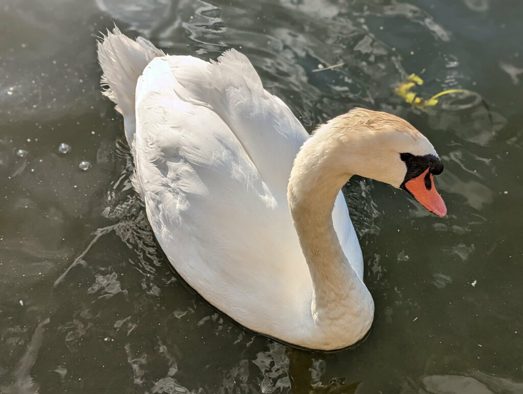 A white mute swan with ruffled feathers and an orange beak glides across dark, rippling water.