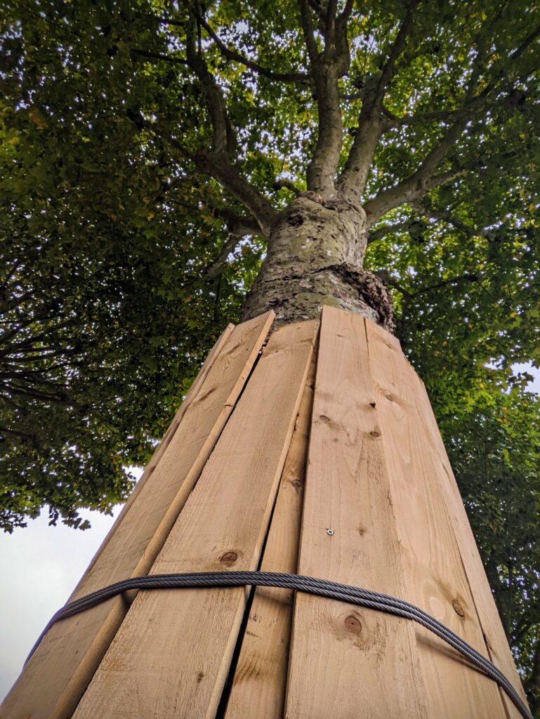 Vertical wooden planks secured by a metal cable protect a tree trunk, viewed from below against a canopy of green leaves.