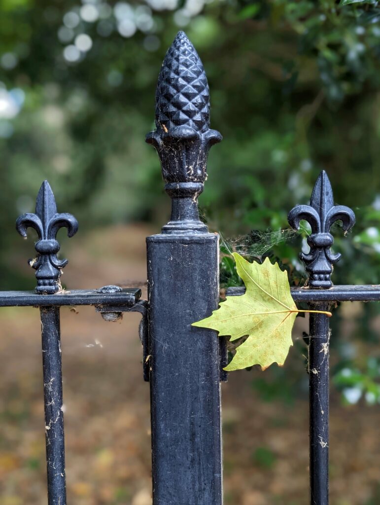 A yellow leaf caught in cobwebs on a black wrought iron fence with pinecone and fleur-de-lis finials against a blurred background.