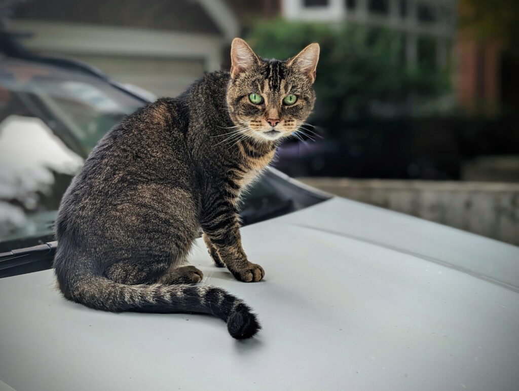 A brown tabby cat with bright green eyes sitting on the silver hood of a car with a blurred residential background.