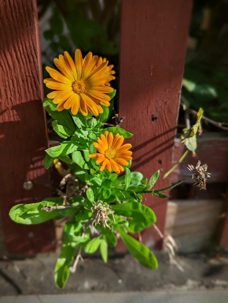 Two orange calendula flowers and green foliage growing between the slats of a dark red wooden fence in sunlight.