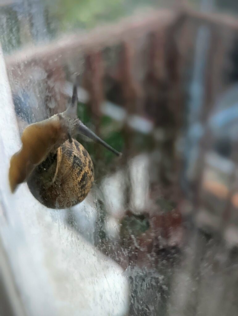 A garden snail with a mottled brown shell on a glass pane, its pale foot and extended eyestalks visible against a blurred garden background.