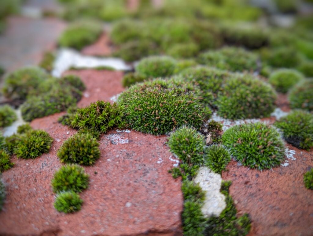 Small mounds of green moss growing across the surface of aged red bricks in a shallow-focus macro shot.