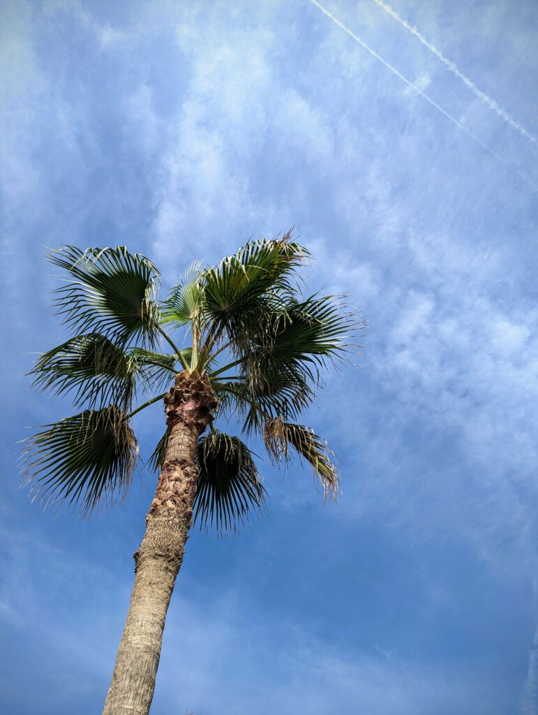 Looking up at a tall palm tree against a bright blue sky with wispy clouds and jet contrails.