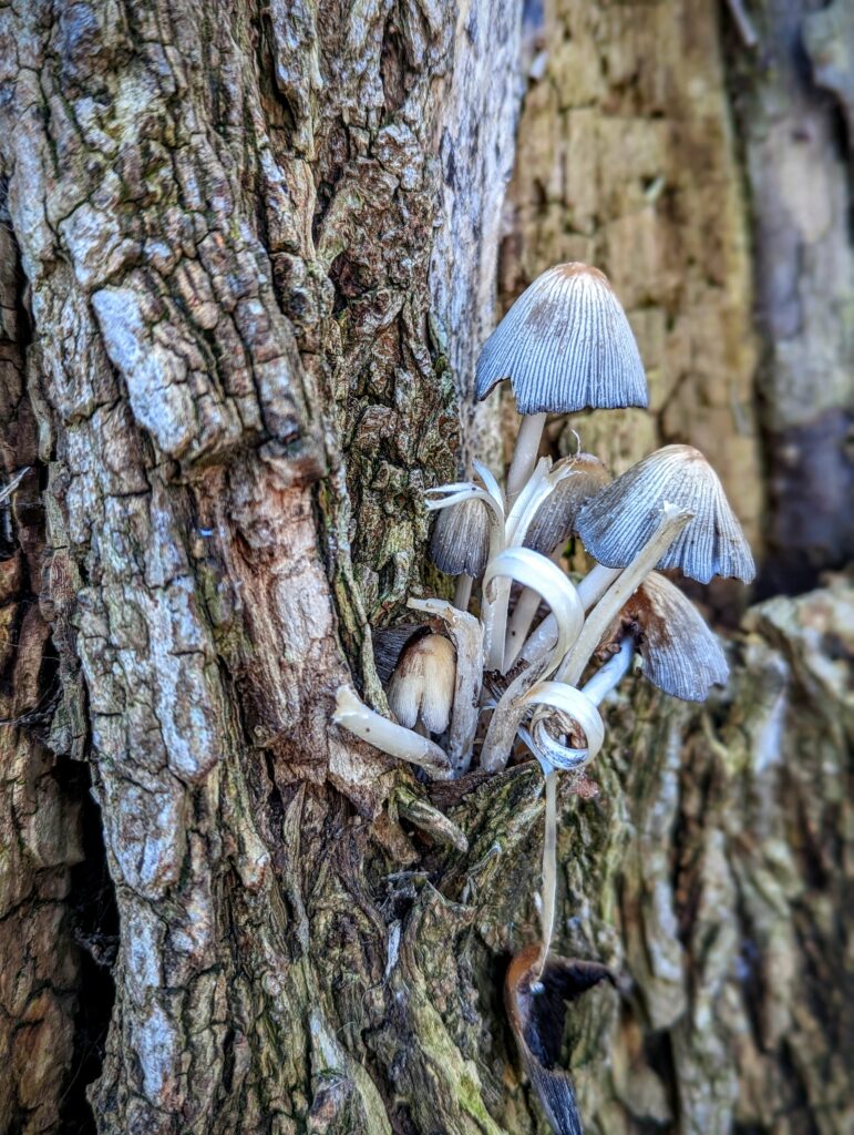 A cluster of small, blue-grey ribbed mushrooms with delicate, curling white stems growing from a deep crevice in textured tree bark.