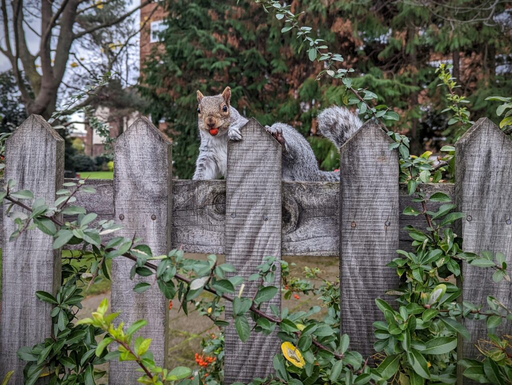 Grey squirrel with a red berry in its mouth looking over a weathered wooden picket fence with green foliage.