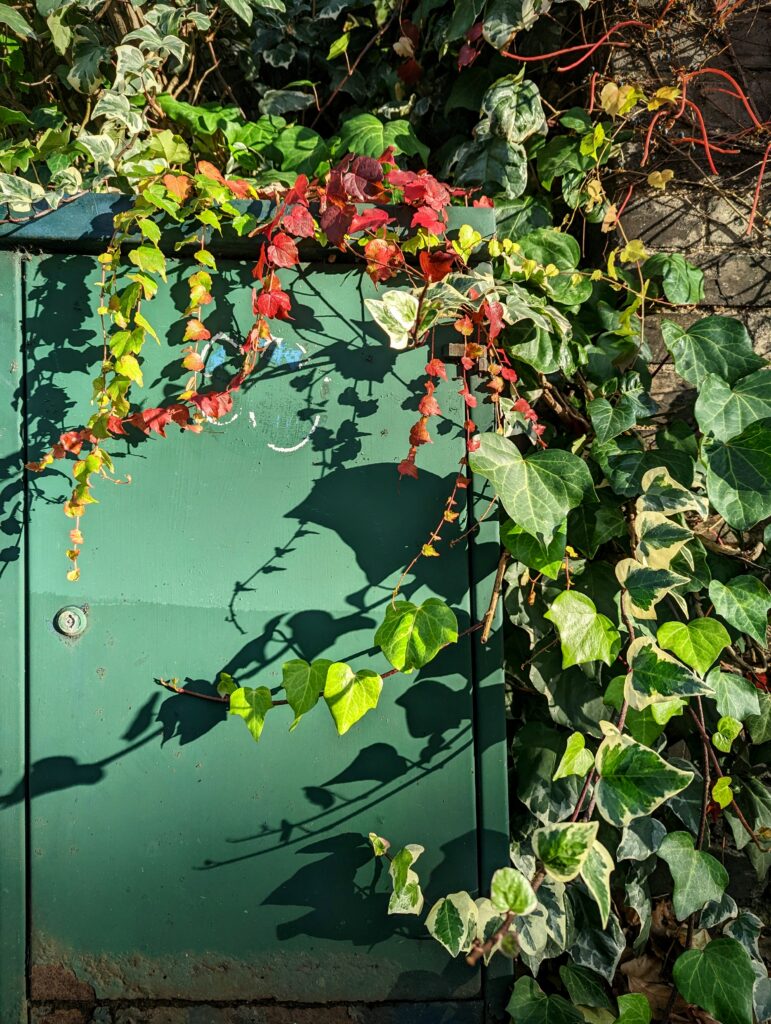 Green, red, and variegated ivy trailing over a green utility box, casting sharp shadows in bright sunlight.