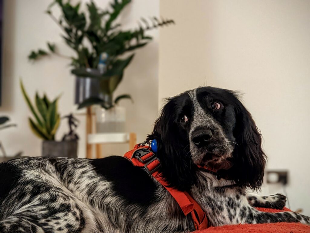A black and white speckled spaniel wearing an orange harness looks up with wide eyes while lying on an orange rug in front of houseplants.